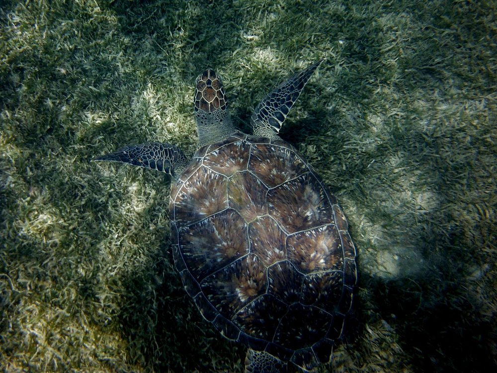 Green sea turtle swimming. Free public domain CC0 photo.