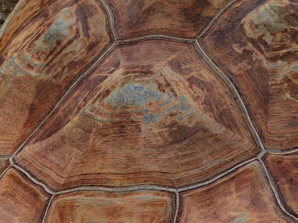 Tortoise back shell close up. Free public domain CC0 photo.