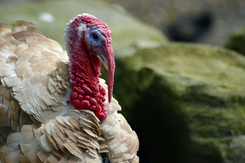 Turkey bird, animal photography. Free public domain CC0 image.
