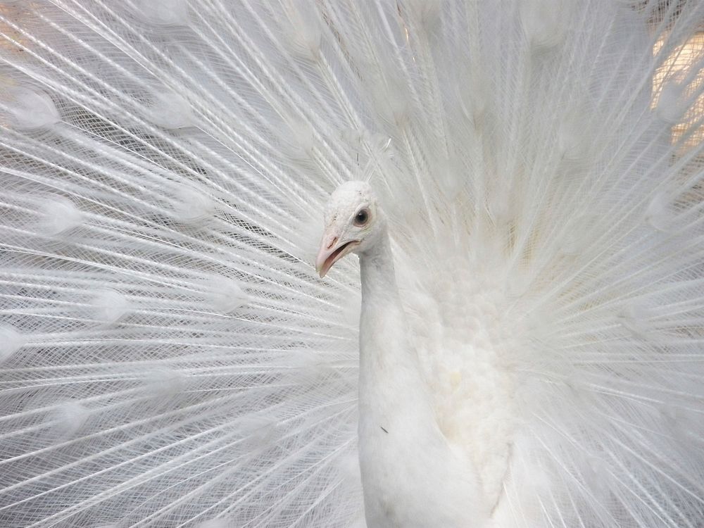 Beautiful peacock, animal photography. Free public domain CC0 image.