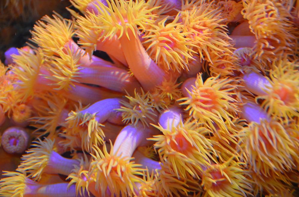 Vibrant sea anemone close up. Free public domain CC0 image.