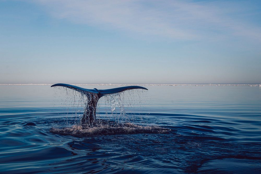 Free whale surfacing image, public domain sea animal CC0 photo.