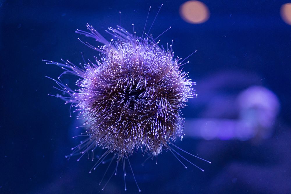 Floating sea urchin close up. Free public domain CC0 photo.