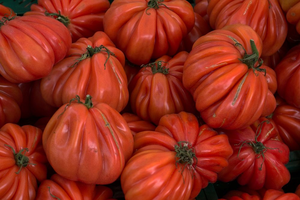 Tomato plant & vegetable. Free public domain CC0 photo