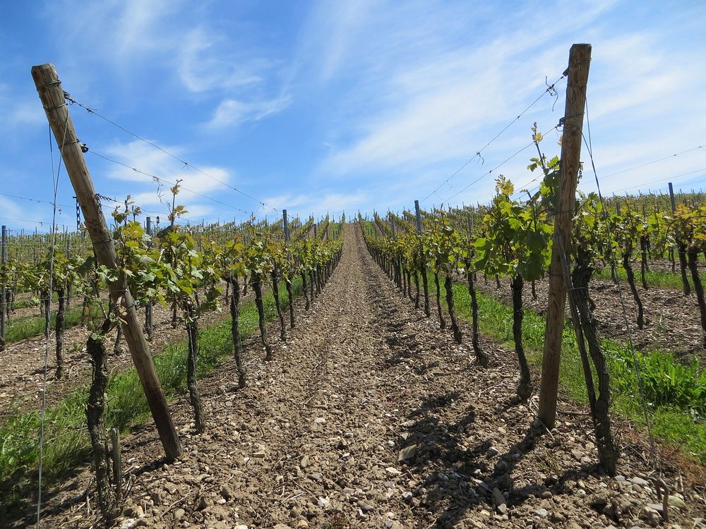 Grape vineyard. Free public domain CC0 photo.