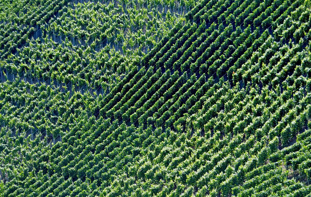 Green vineyard. Free public domain CC0 photo.