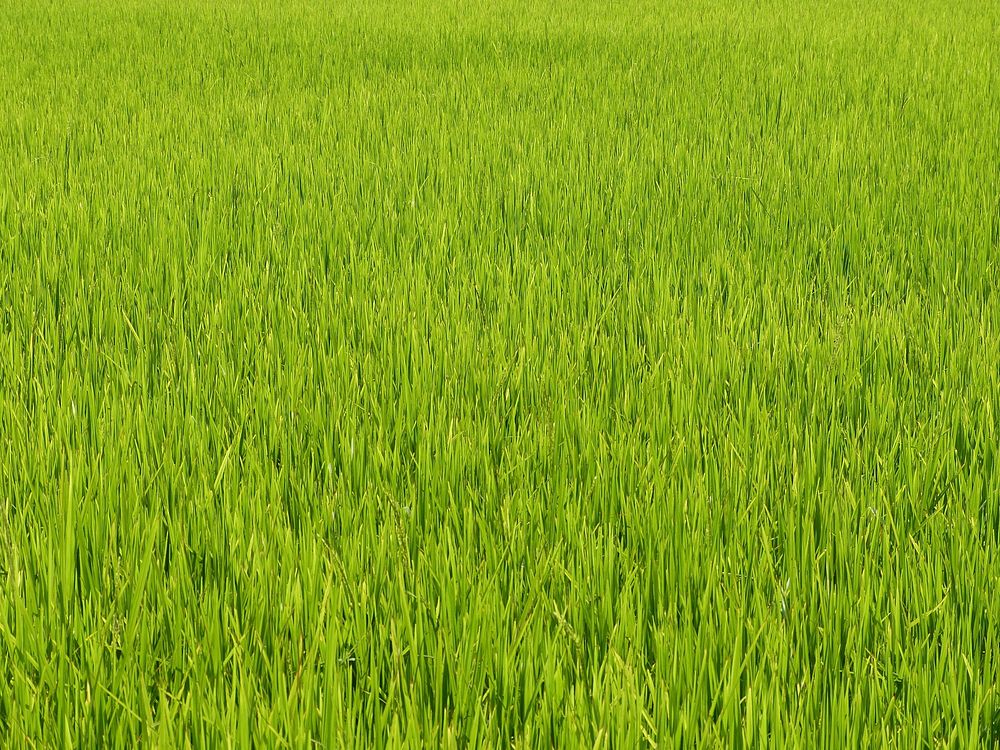 Green grass field. Free public domain CC0 photo.