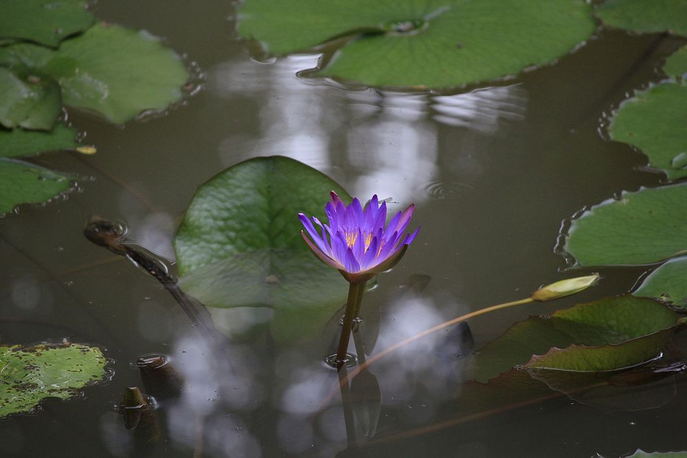 Purple water lily background. Free public domain CC0 photo.