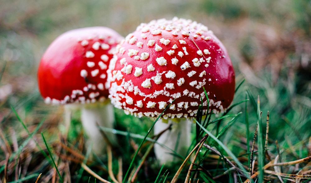 Red mushroom hat, fly agaric toadstool. Free public domain CC0 image.