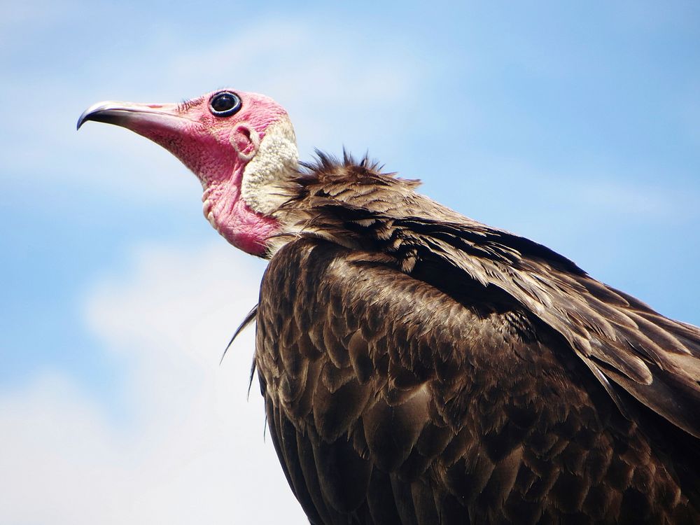 Vulture, bird photography. Free public domain CC0 image.