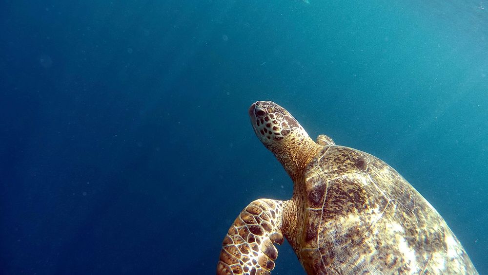 Green sea turtle swimming closeup. Free public domain CC0 photo.