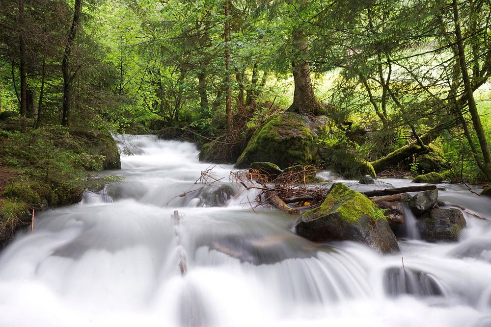 Stream in forest. Free public domain CC0 photo.