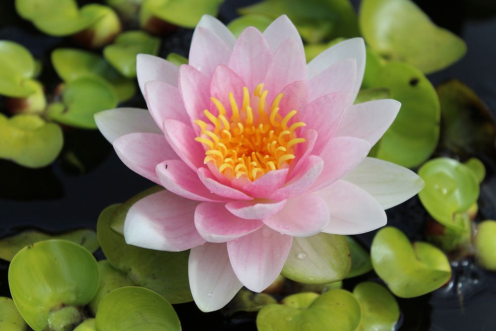 Pink water lily background. Free public domain CC0 image.