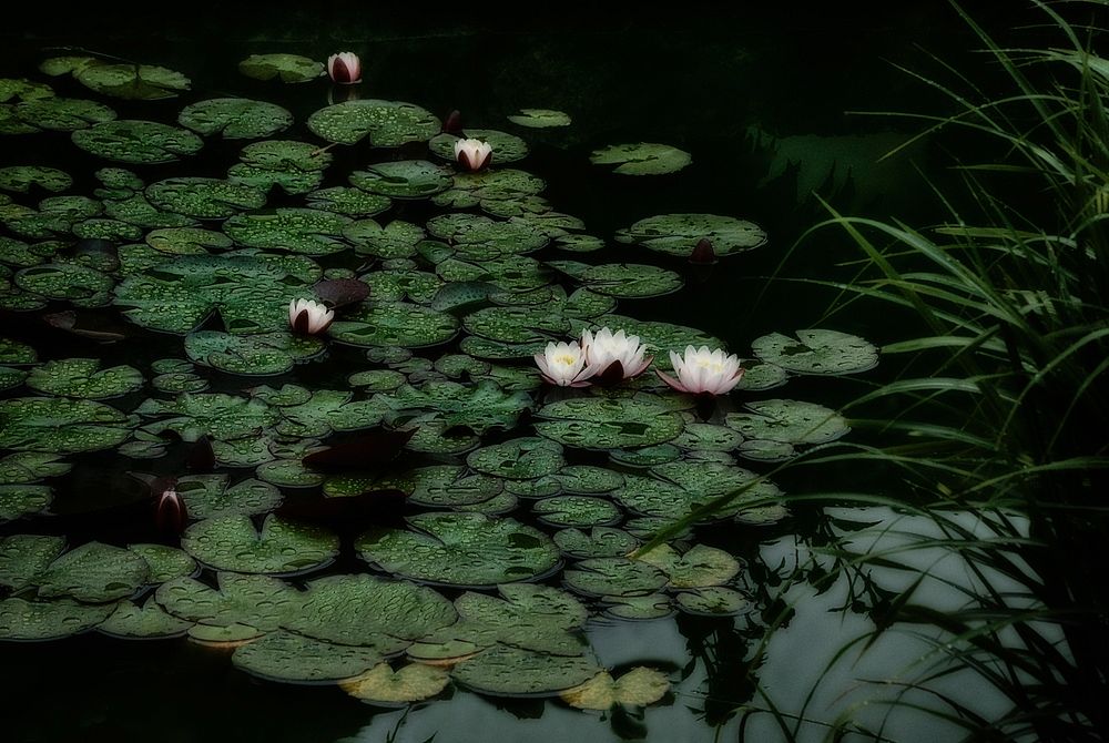 White water lily background. Free public domain CC0 photo.