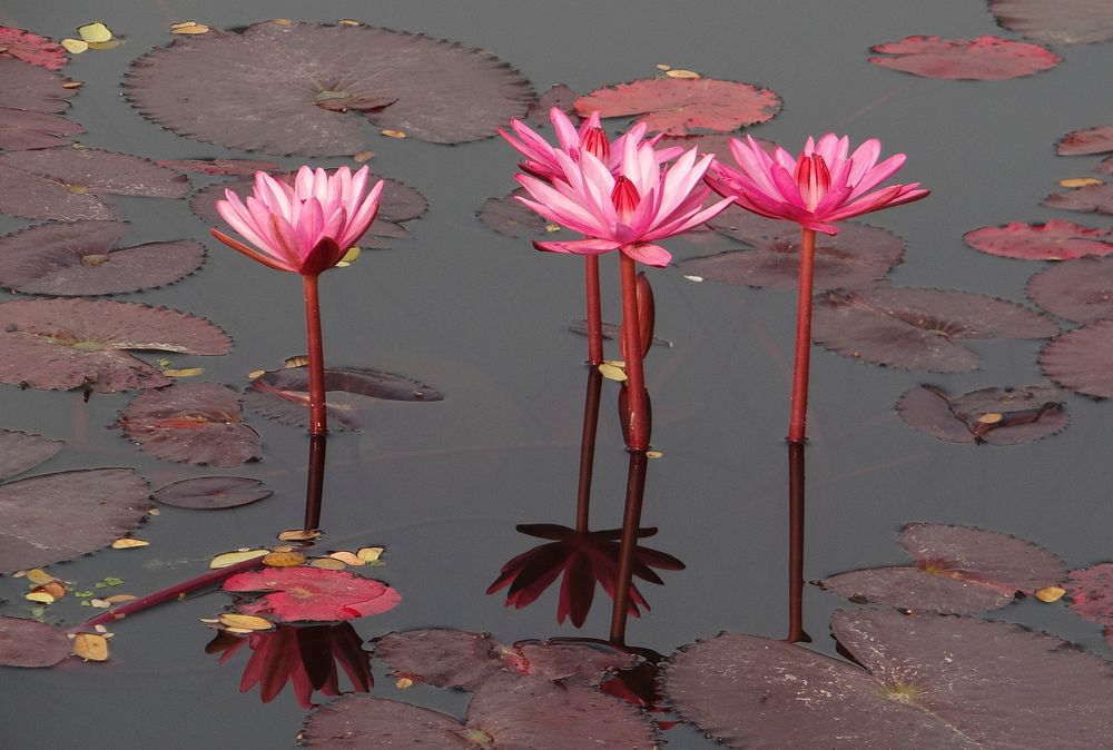 Pink water lily. Free public domain CC0 image.