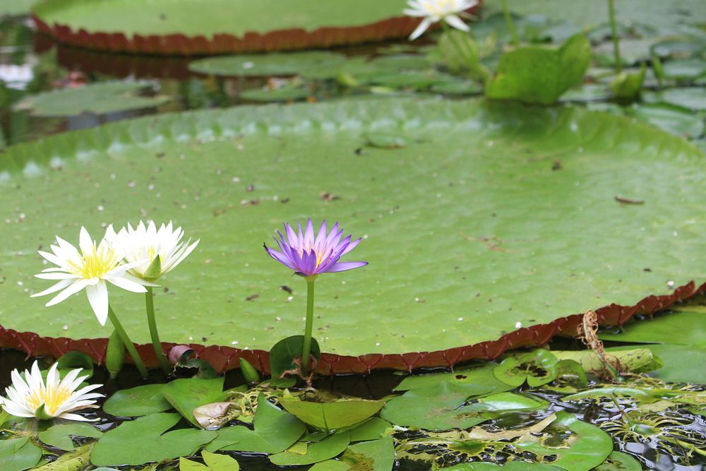 Water lily background. Free public domain CC0 image.