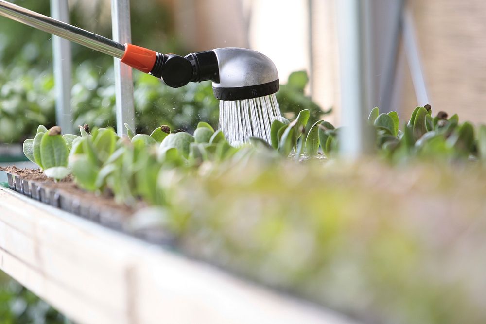 Watering organic vegetable. Free public domain CC0 image.