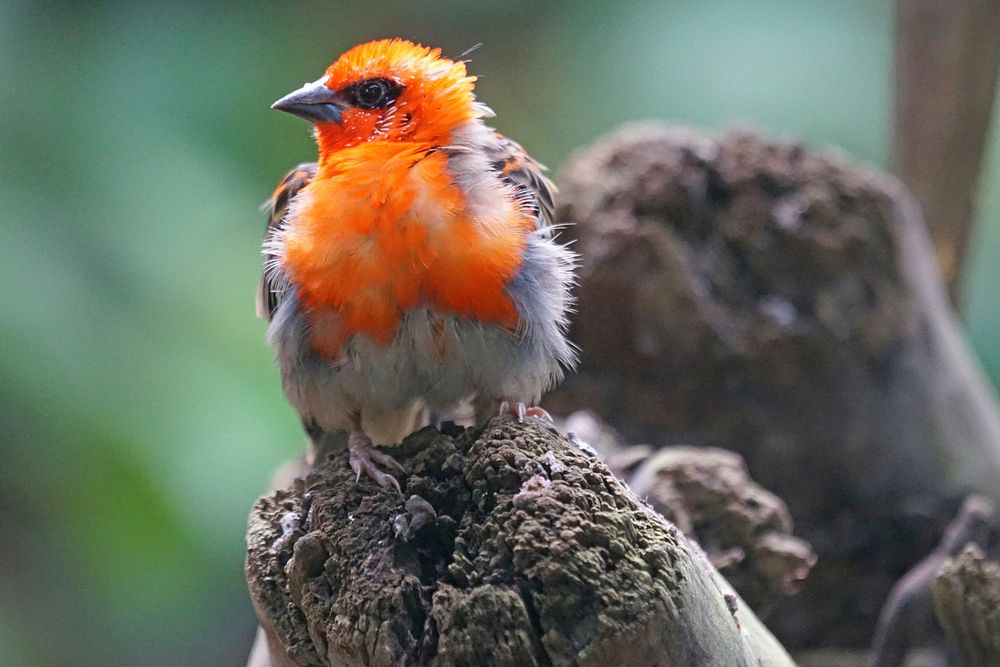 Mauritius Fody bird, animal photography. Free public domain CC0 image.