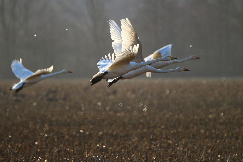 Group of flying whooper swans. Free public domain CC0 photo. 