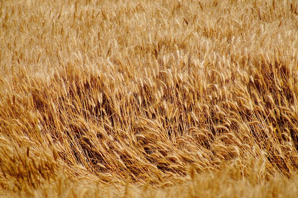 Agricultural wheat field. Free public domain CC0 photo.