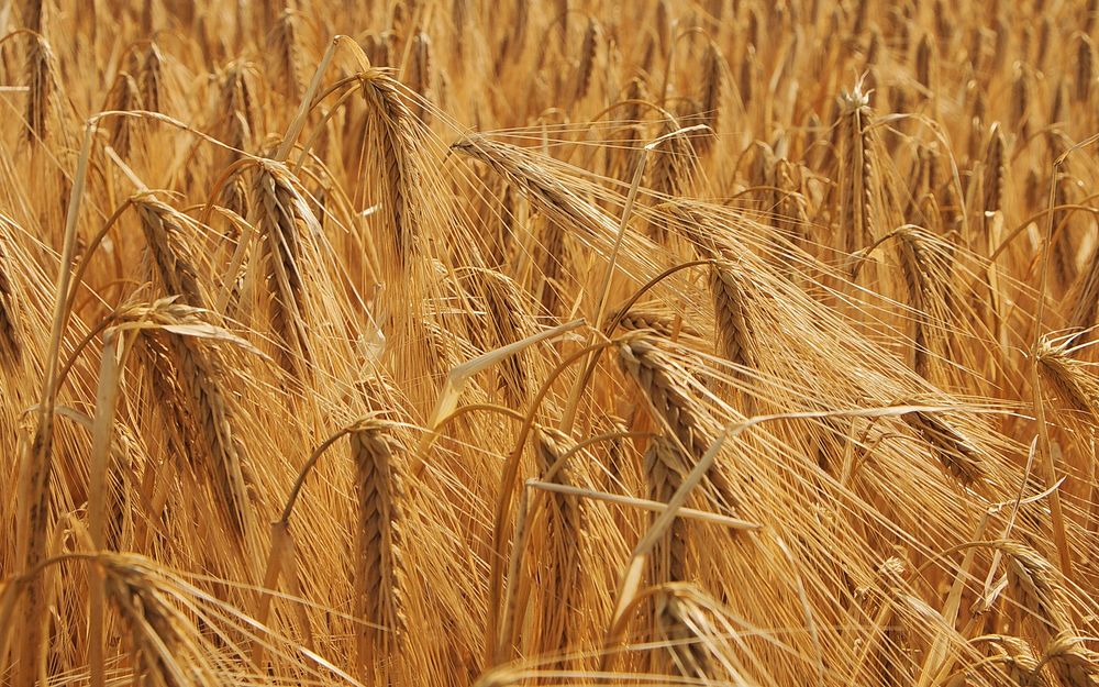 Agricultural cornfield. Free public domain CC0 photo.