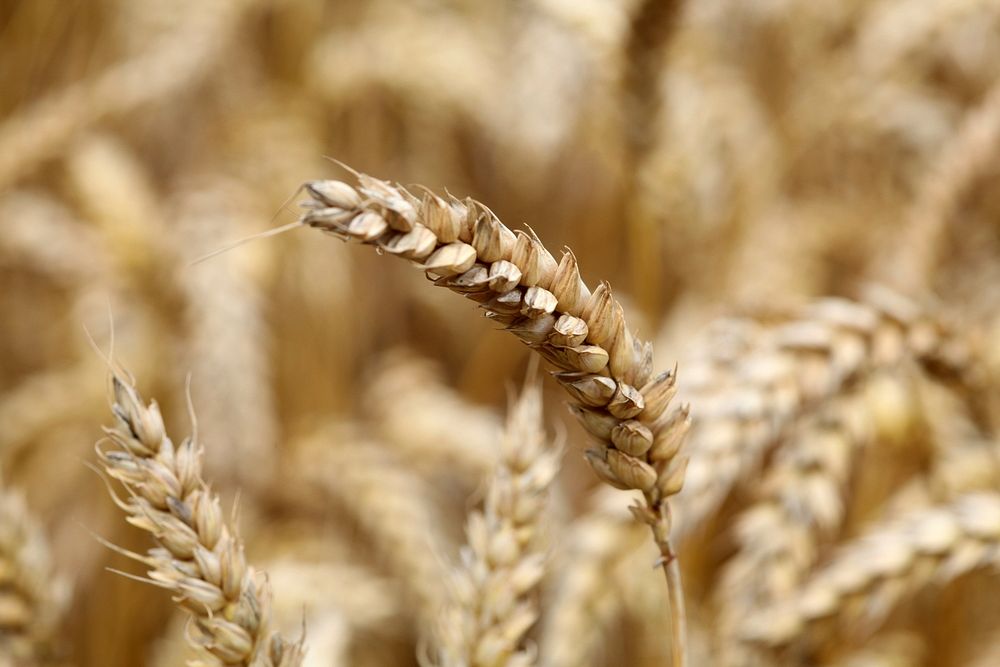 Wheat field. Free public domain CC0 photo.