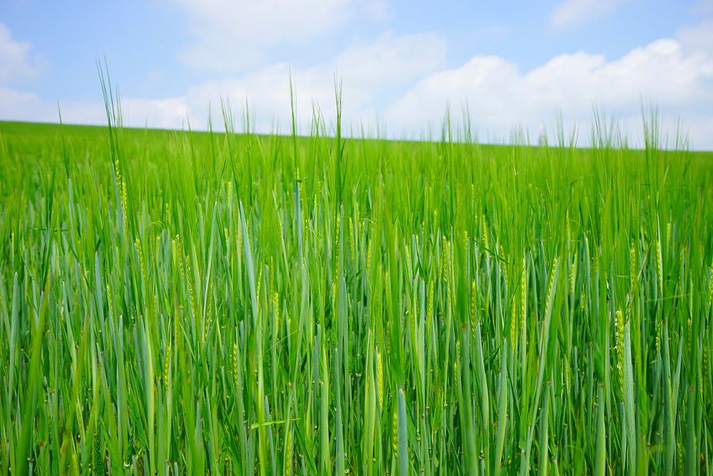 Agricultural cornfield. Free public domain CC0 photo.