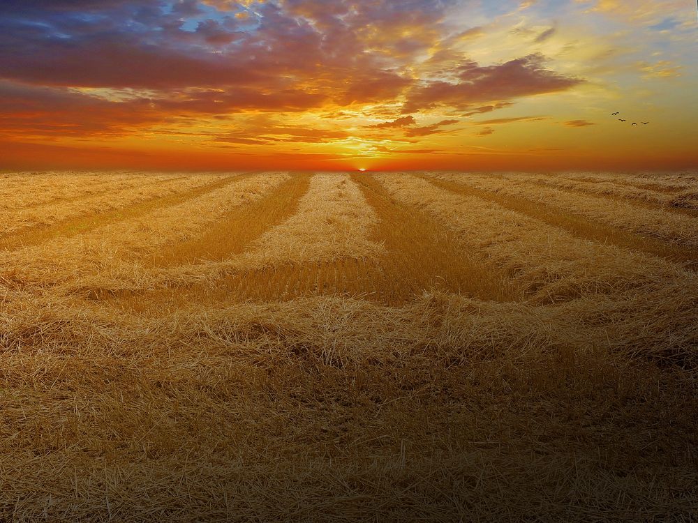 Wheat field. Free public domain CC0 photo.