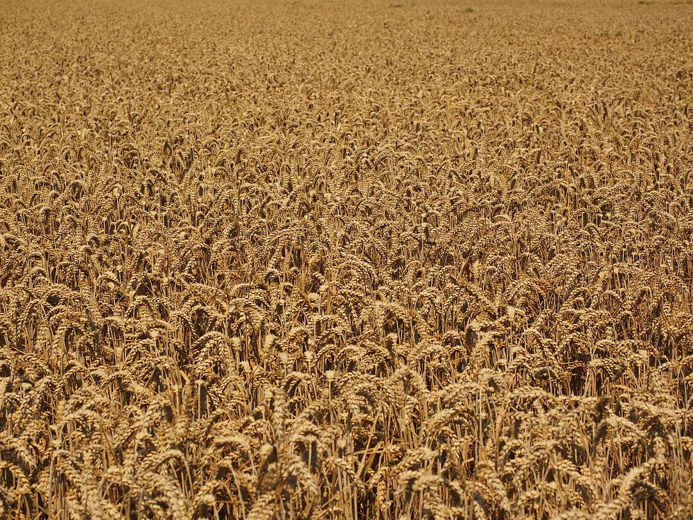 Agricultural cornfield. Free public domain CC0 photo.