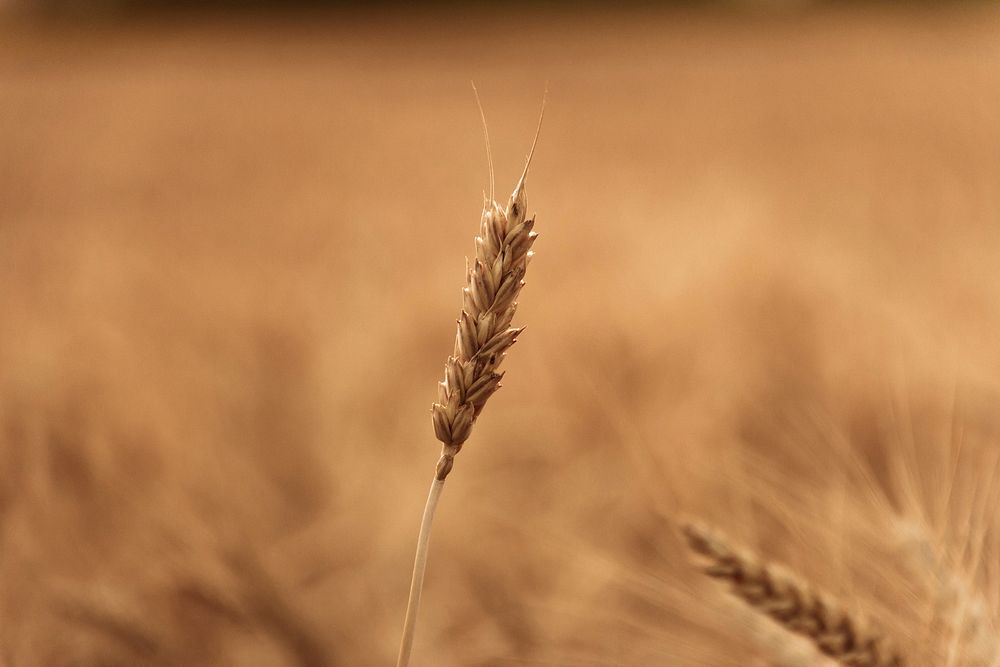 Agricultural wheat field. Free public domain CC0 photo.