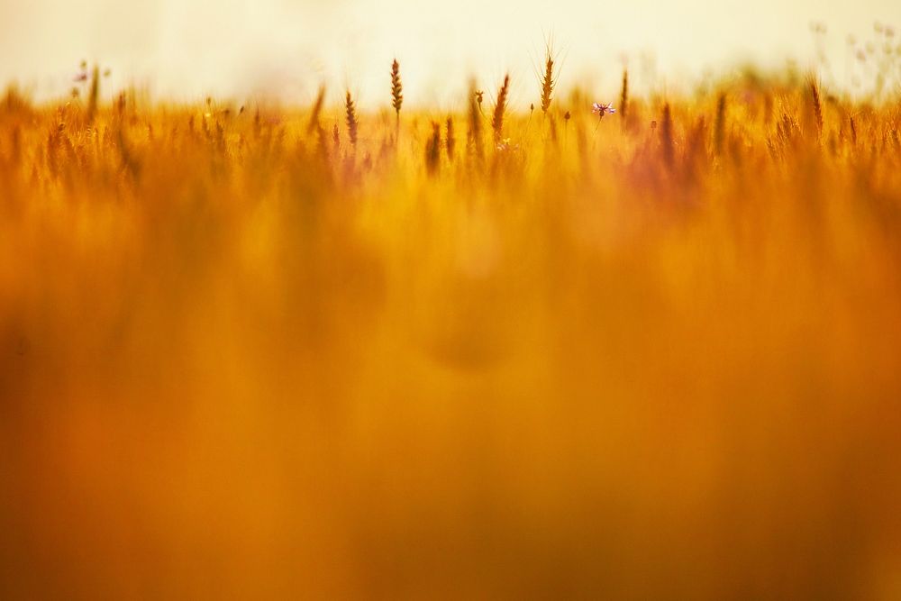 Agricultural wheat field. Free public domain CC0 photo.