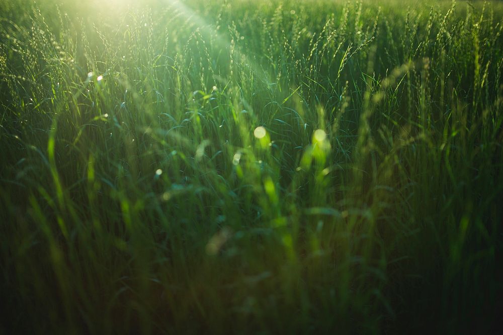 Agricultural wheat field. Free public domain CC0 photo.