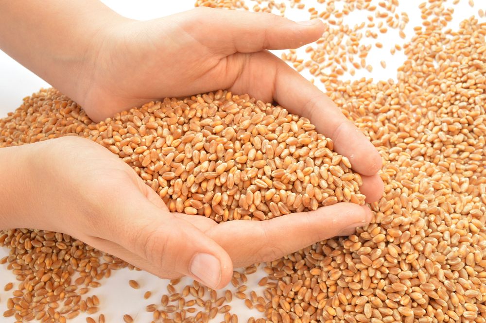 Wheat seeds, food image. Free public domain CC0 photo.