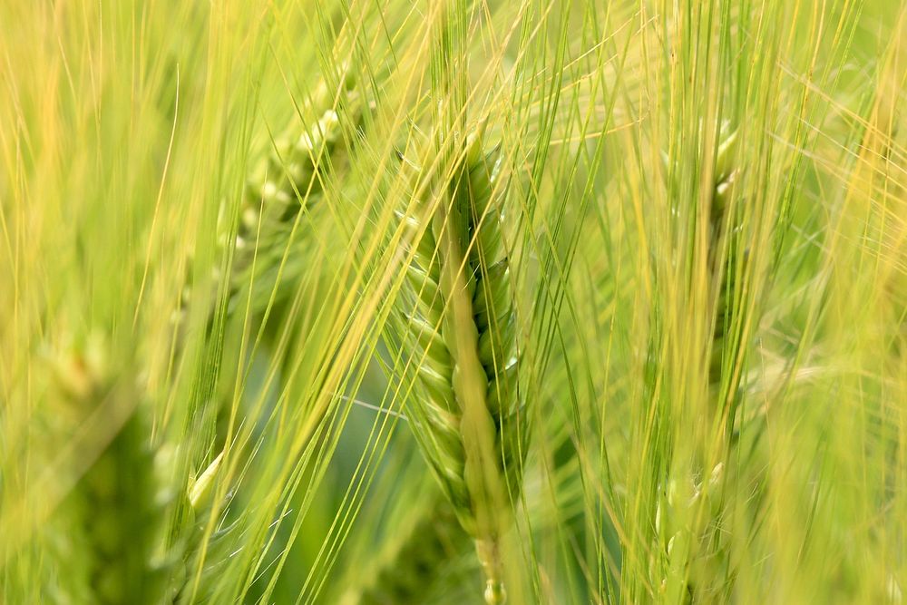 Agricultural cornfield. Free public domain CC0 photo.