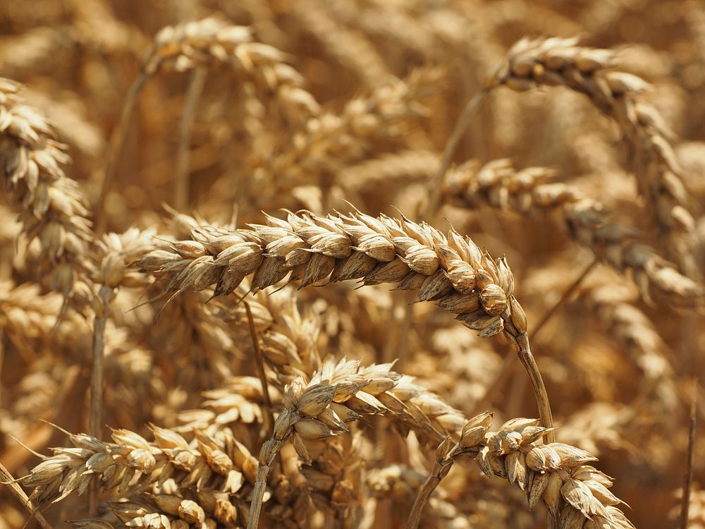 Agricultural cornfield. Free public domain CC0 photo.