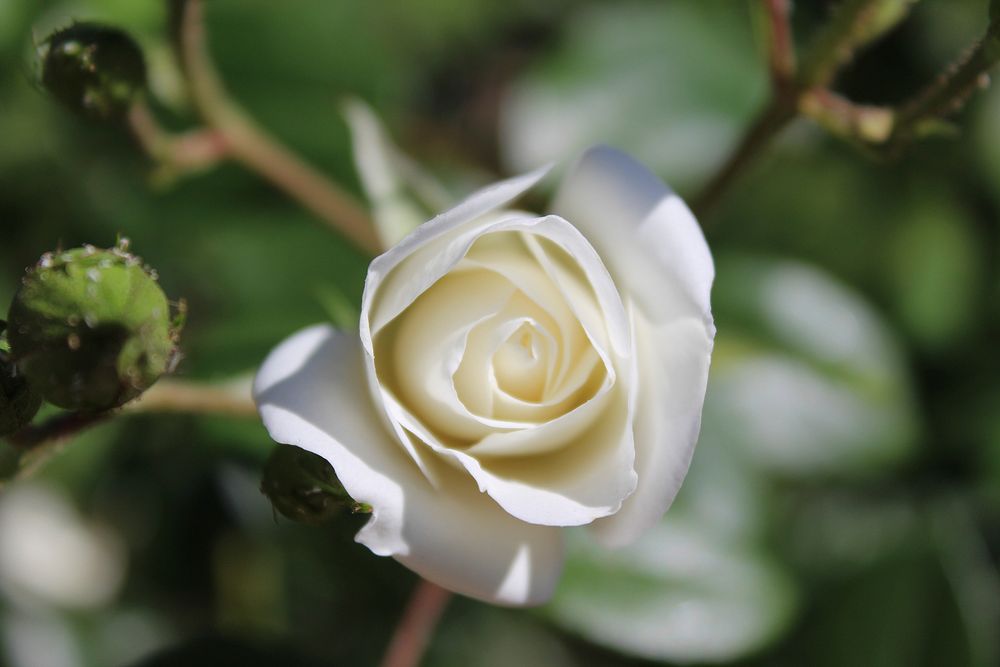 White rose background. Free public domain CC0 image.