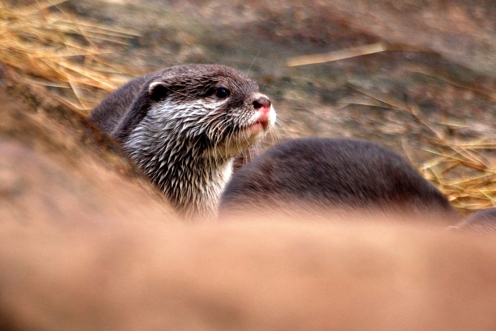 Otter. Free public domain CC0 photo.