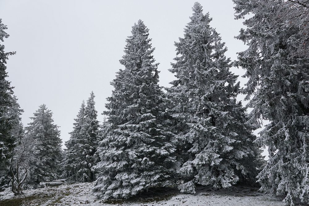 Pine forest background. Free public domain CC0 photo.