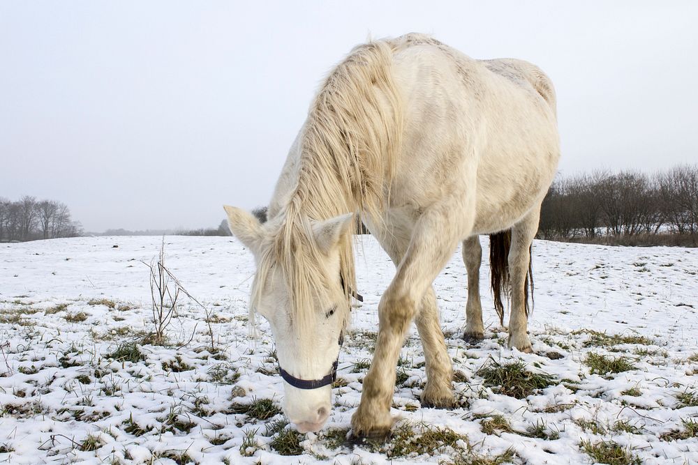White pony, horse image. Free public domain CC0 photo.