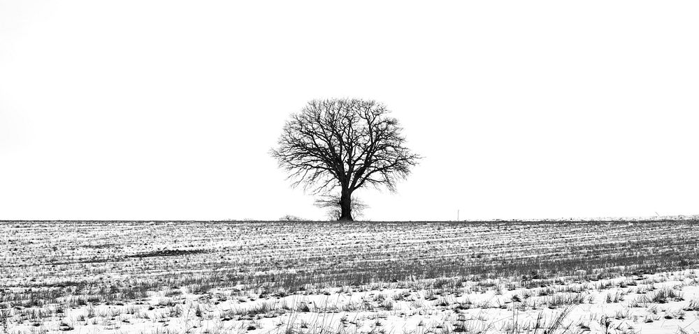 Lonely tree during winter. Free public domain CC0 photo.