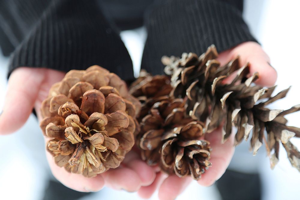 Pine cones in hand, close up. Free public domain CC0 photo.