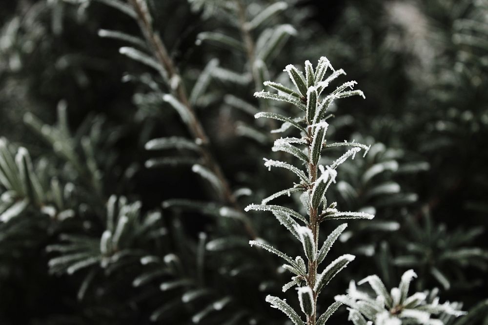 Closeup on frost covered pine branch. Free public domain CC0 image.