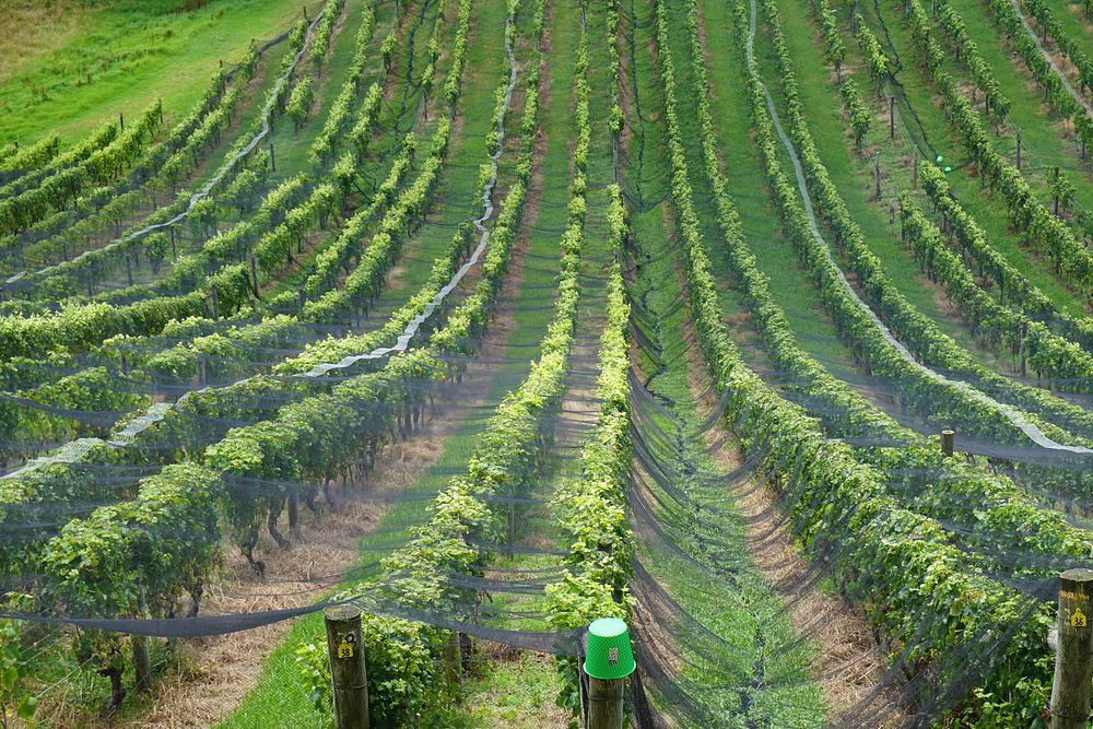 Agricultural vineyard. Free public domain CC0 photo.