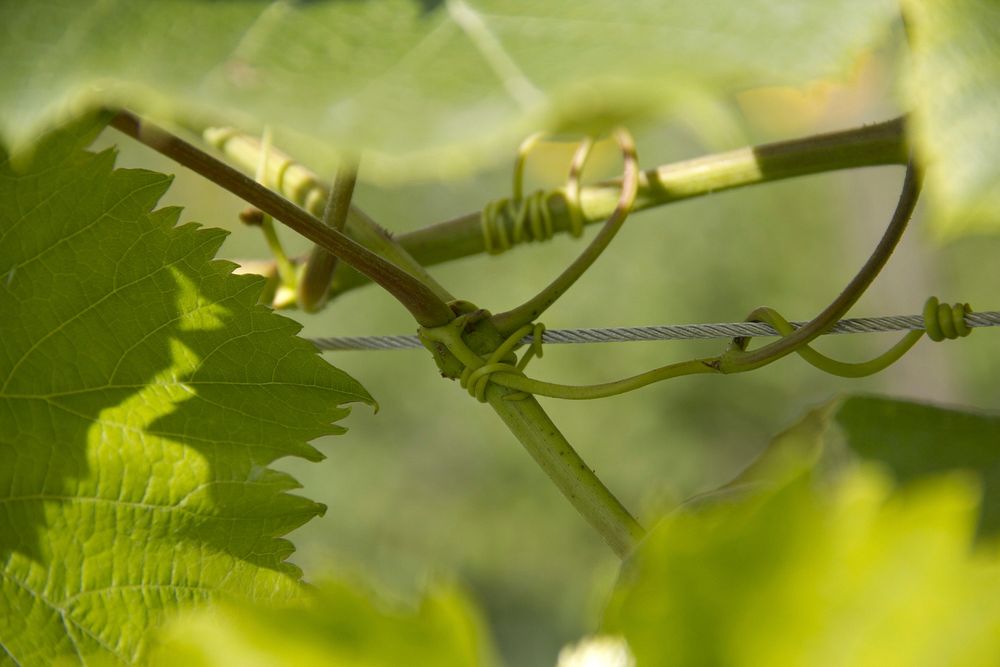 Botanical leaves, nature. Free public domain CC0 photo