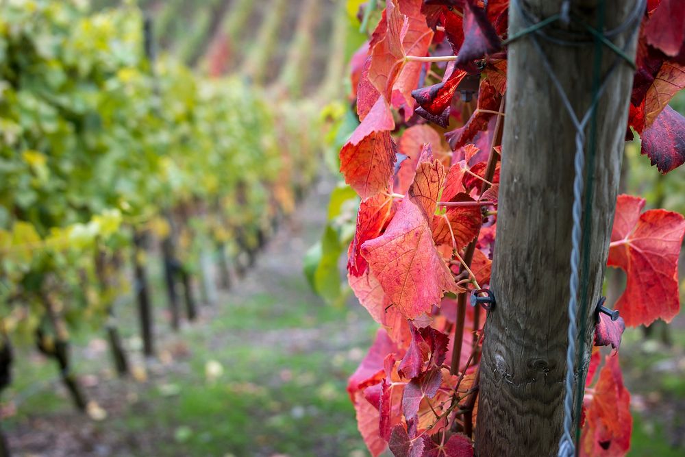 Agricultural vineyard. Free public domain CC0 photo.