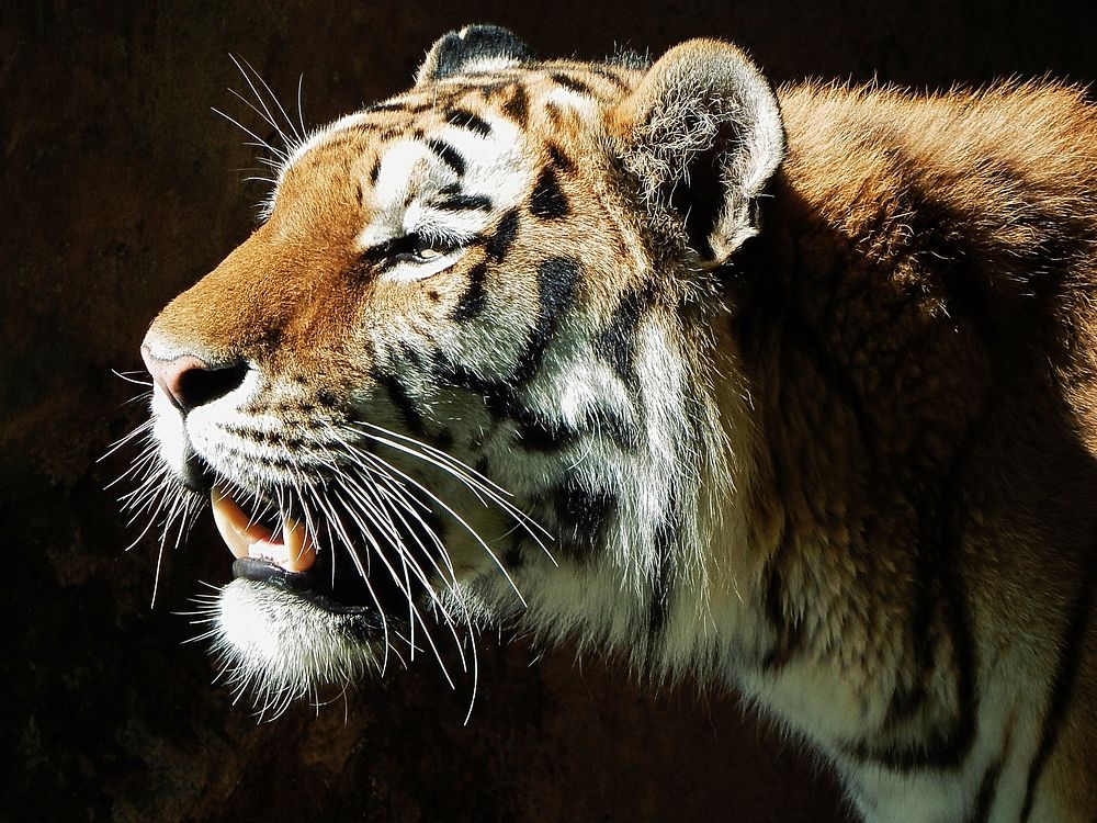 Cute Siberian tiger image. Free public domain CC0 photo.