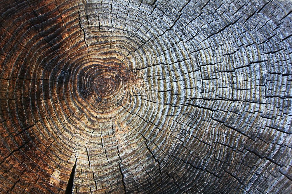 Old tree trunk cross section. Free public domain CC0 photo.