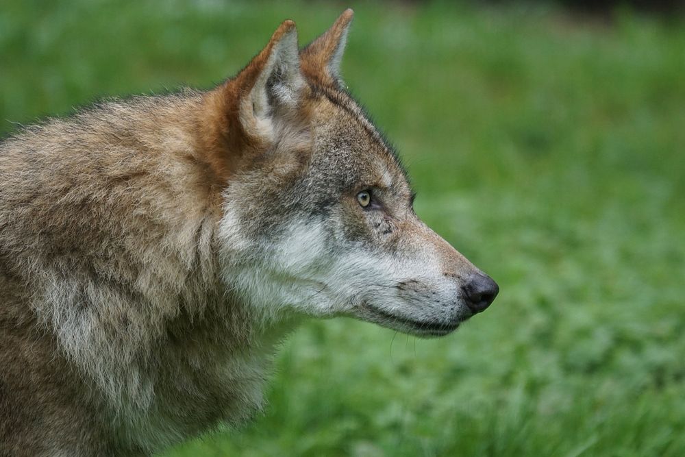 Wolf close up face. Free public domain CC0 photo.