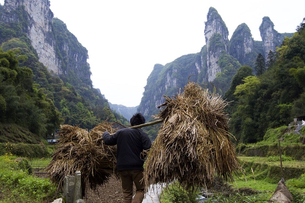 Chinese farmer carrying straw. Free public domain CC0 photo.