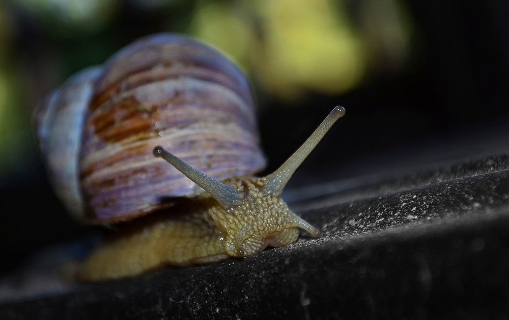 Snail closeup in nature. Free public domain CC0 photo.